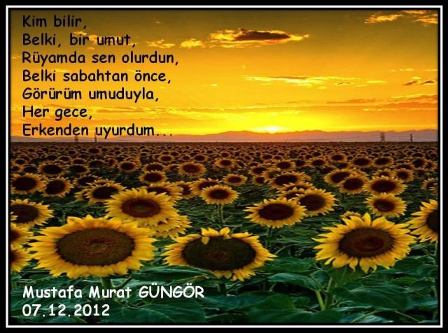 Ağçiçeğinin Aşkı