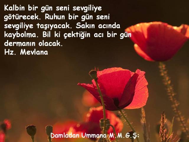 İste tüm kalbinle 7